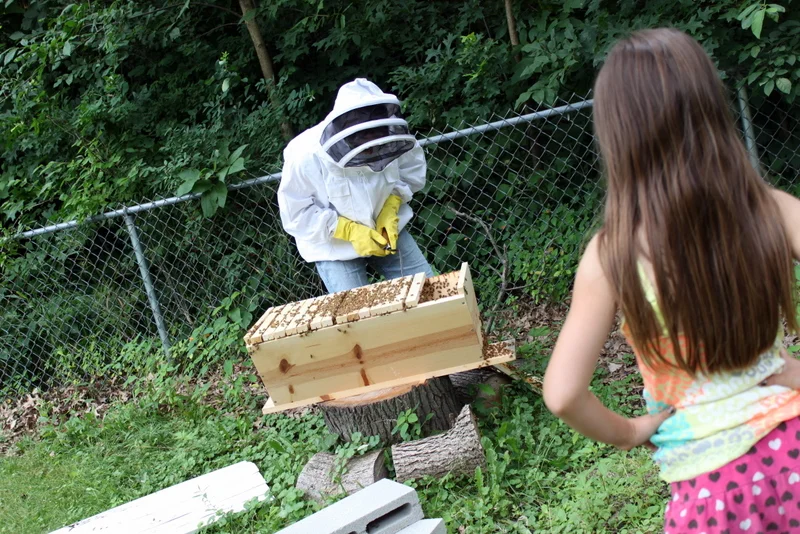 beekeeper+showing+girl+hive.jpg