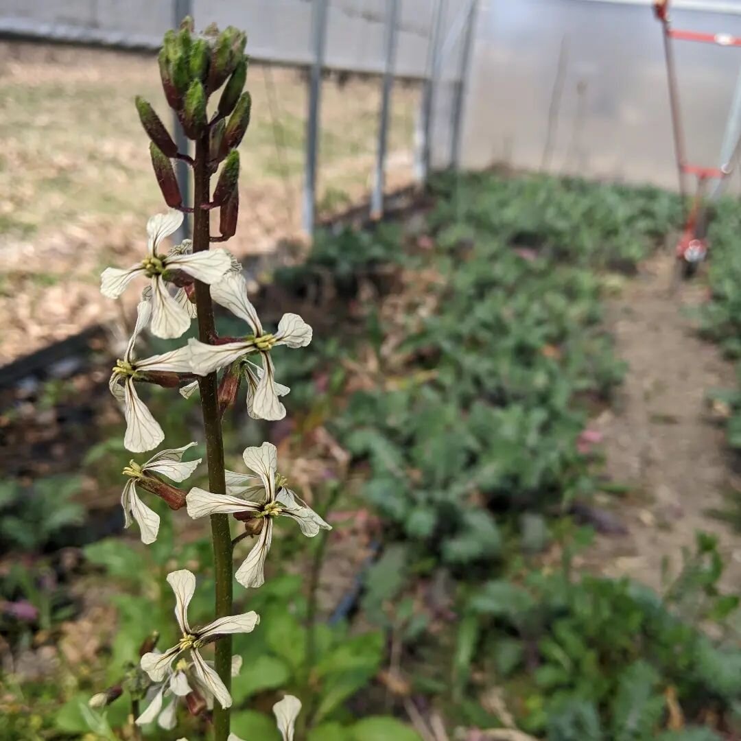 Praise be the delicious arugula flower who overwintered herself so the farmer on sabbatical could enjoy a sweet snack.