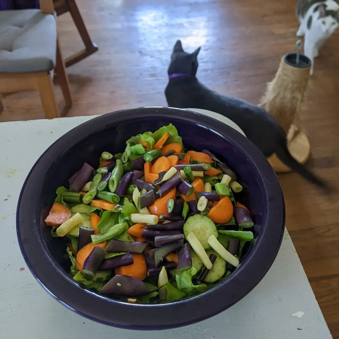 @freshtownfarm salad days (plus cats)
