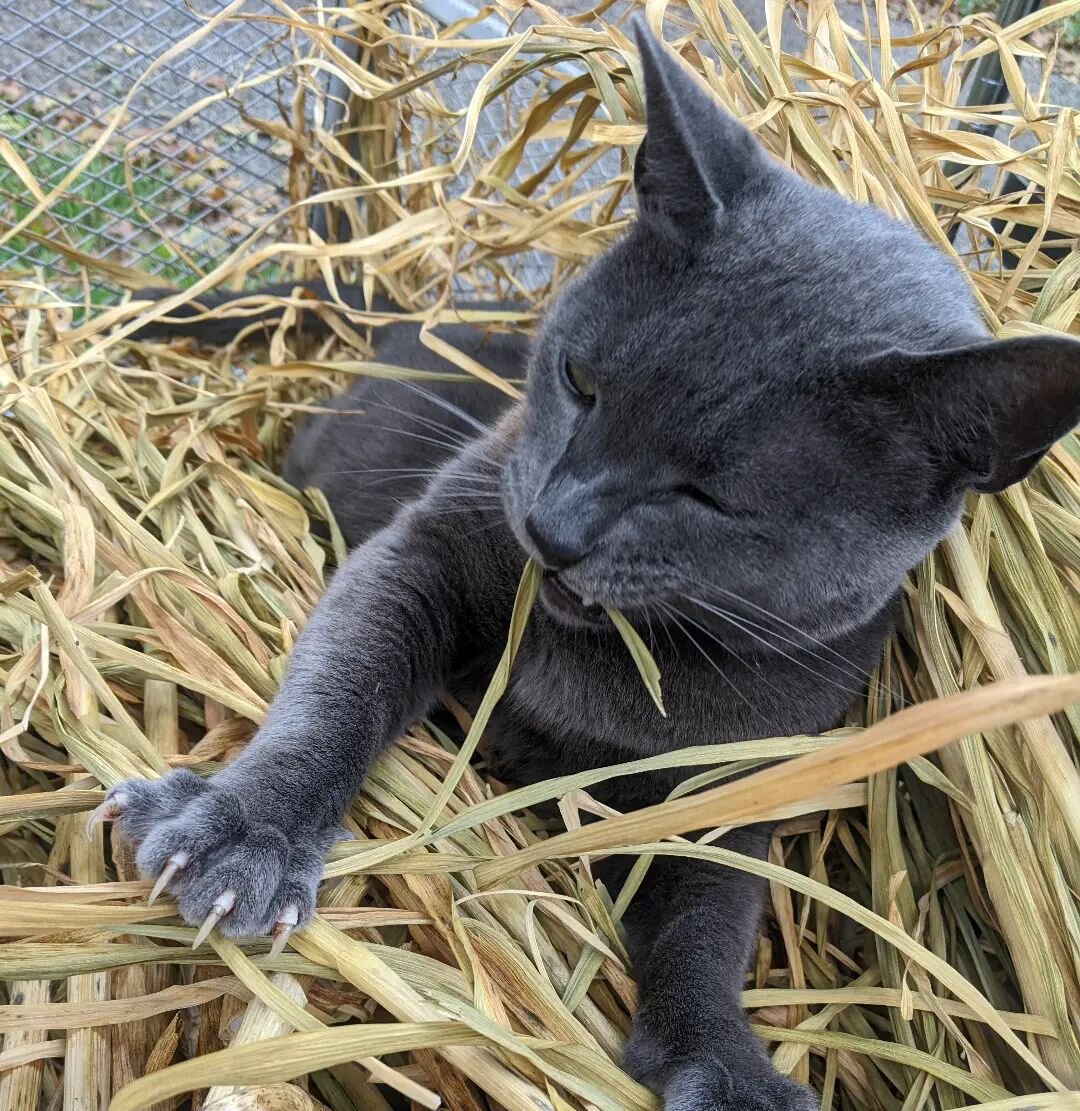 Reason #38 that @nightshadetheangrycat is my familiar: we aggressively love garlic, down to the sound and feel of the dry stalks.

#garlicisgold #garlicismyhigherpower