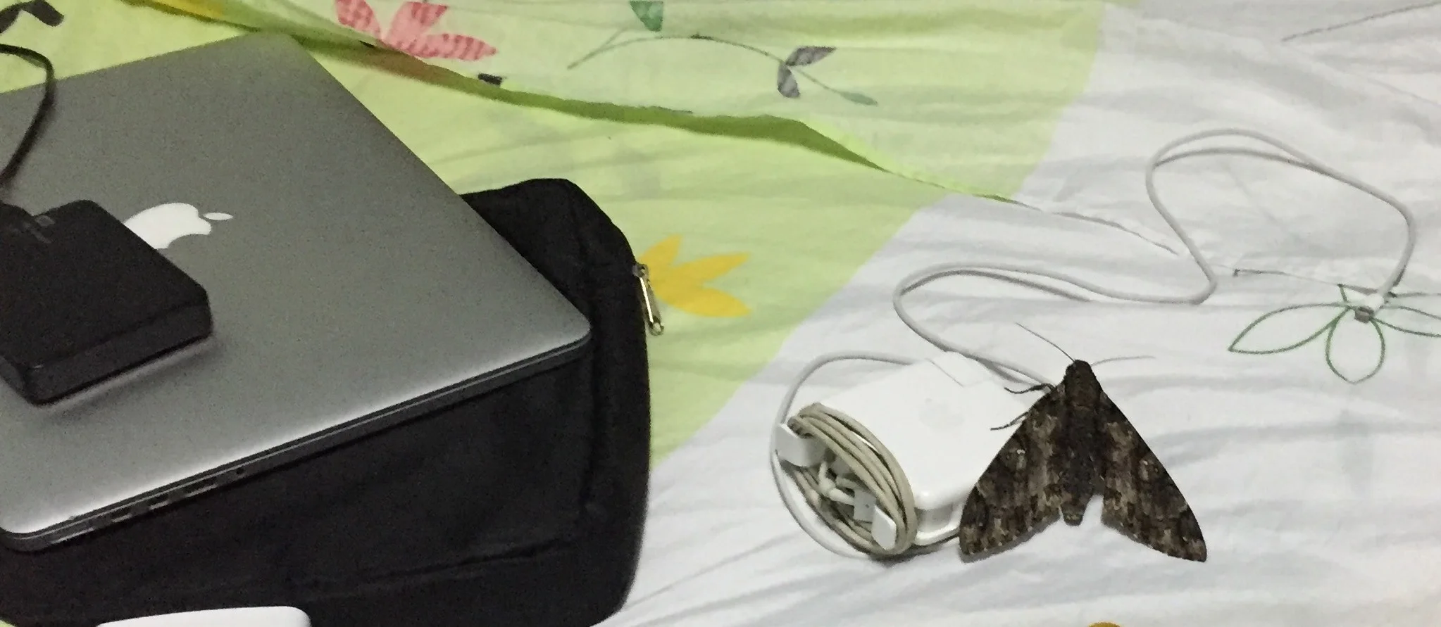 The unholy beast, sitting on our massive macbook charger for reference,