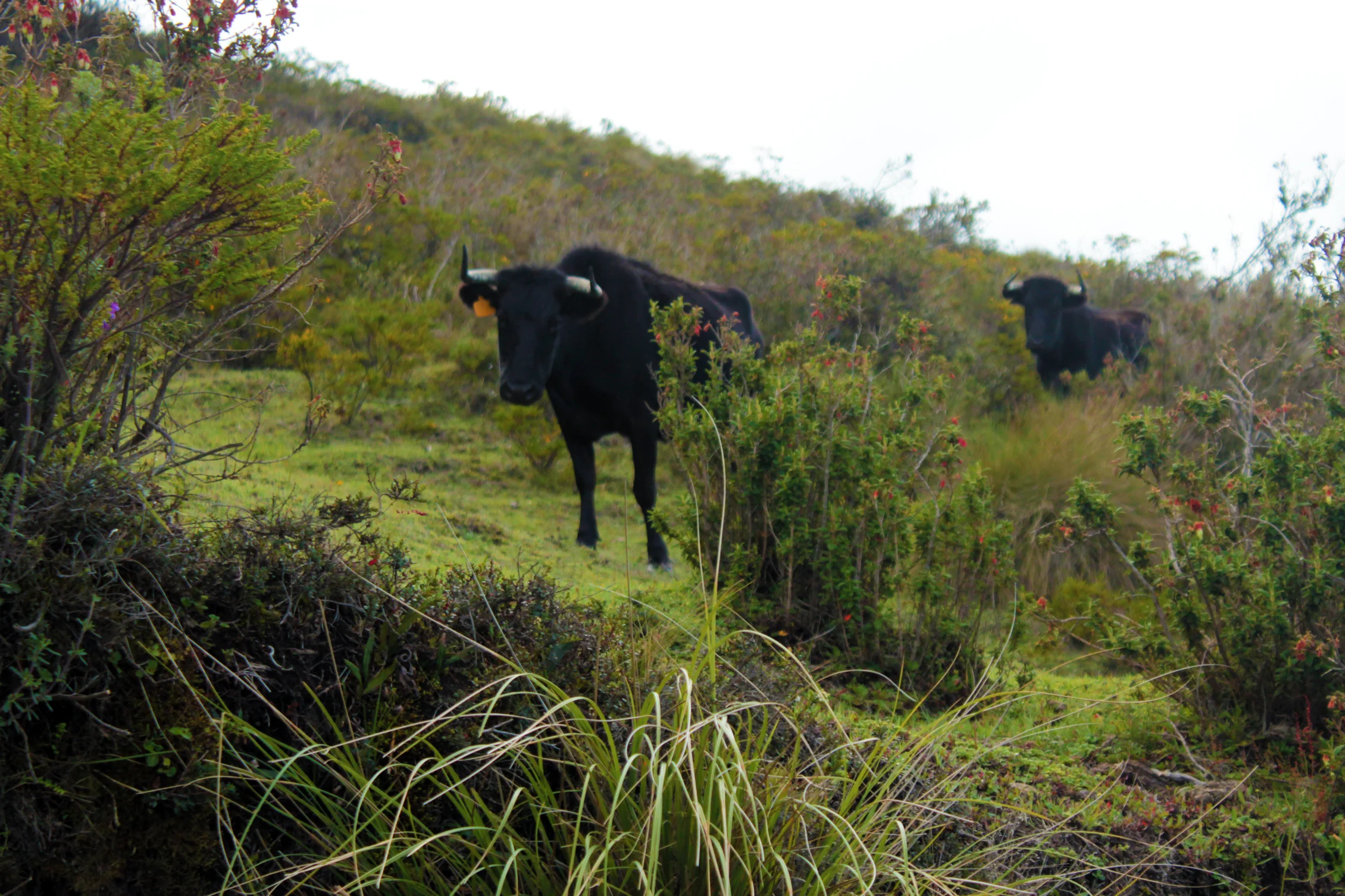 Be mindful of the the bulls that roam Loma Cochapamba. If locals see you, they might try to discourage you, even saying it's illegal to go there. It's not, but if you do see a lone bull, especially, turn back. I was lucky and didn't run into these bulls until I was back on the road on the other side of the mountain. By then, there was a safe, ten-foot berm of dirt between me and them.