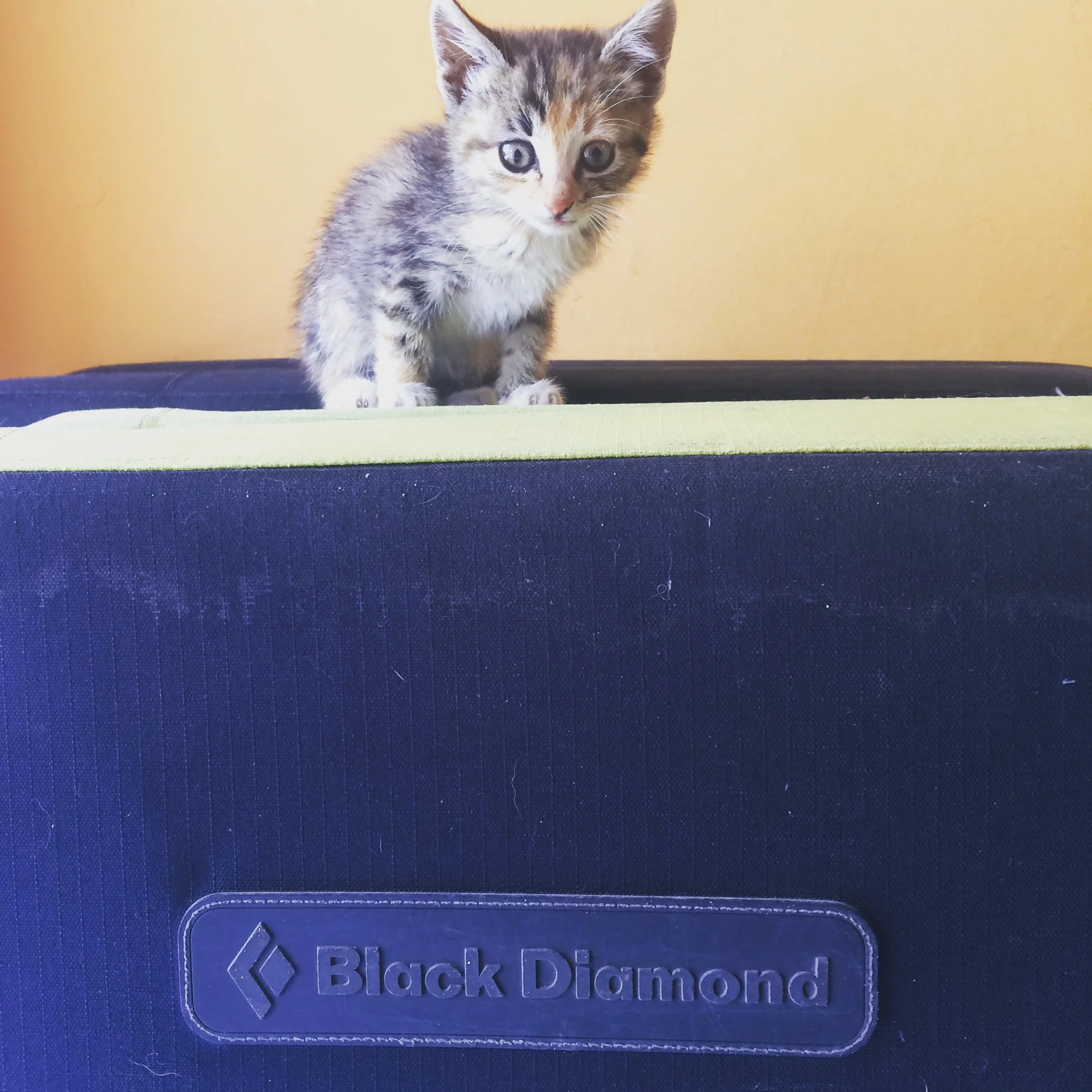 Upon our second visit, we were delighted to find Luciana had just acquired a new kitten, only six weeks old and already a climbing pro. Shout out to Black Diamond if you're looking for a new mascot.