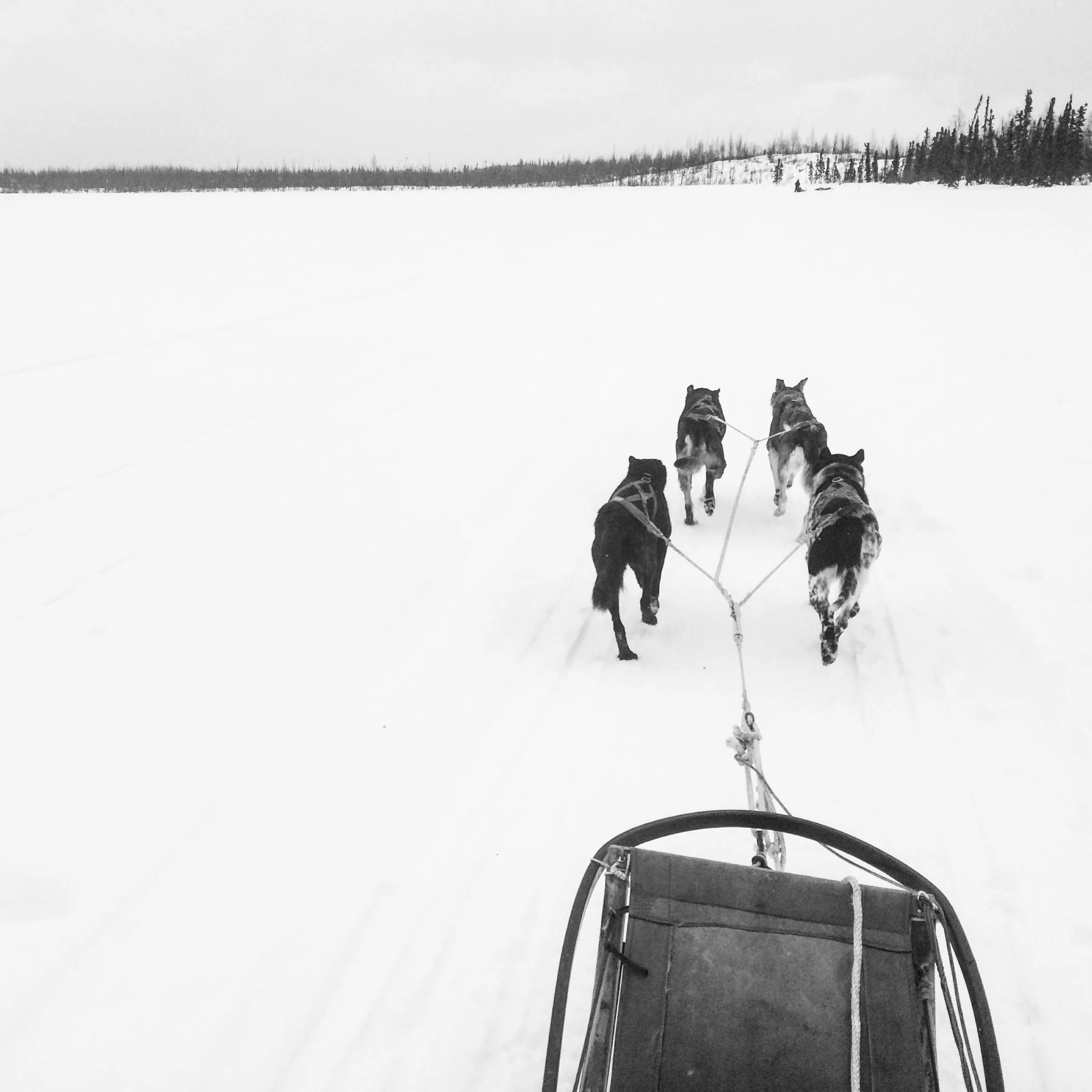 Balto, I'd Be Lost Without You: Adventures in Dog Mushing in Alaska