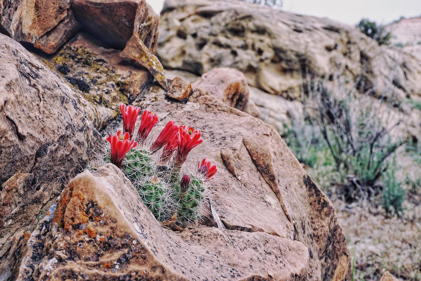 The desert in bloom is the ultimate symbol of resiliency. 
&bull;
It is the most concrete example of life finding a way to flourish despite all odds.
&bull;
It proves that the brutal can also be beautiful. 
&bull;
Whenever I&rsquo;m feeling helpless 