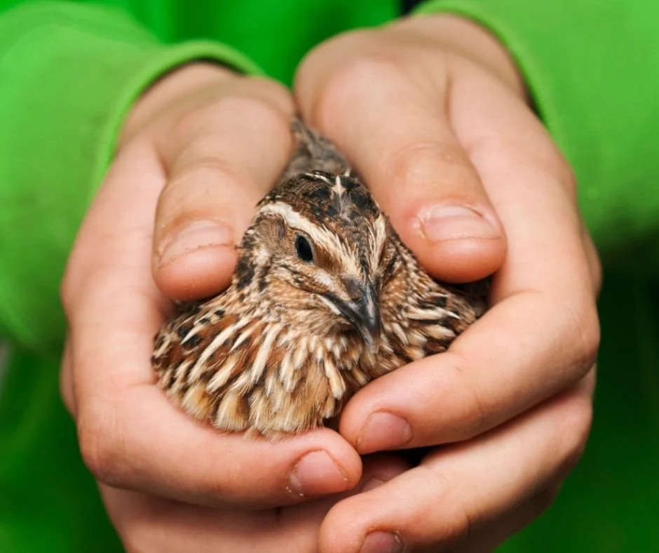 The Beginners Guide On How To Get Started Raising Quail — Always the