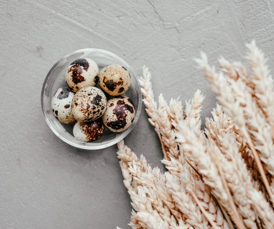 The Beginners Guide On How To Get Started Raising Quail — Always the