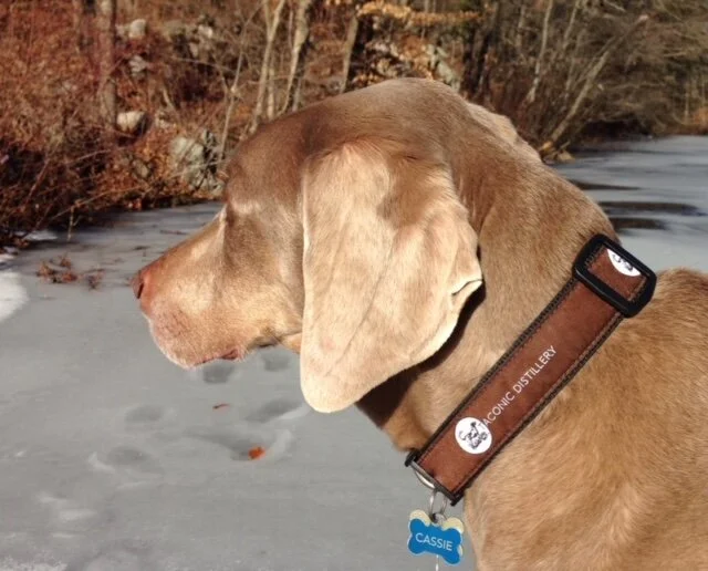 Cassie w Collar.jpeg