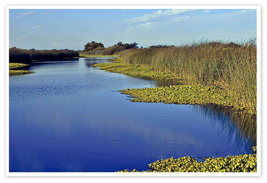 California Delta