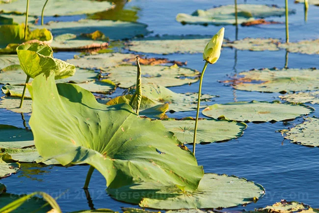 Lily pads and other forms of vegetation abound on Ross Barnett.