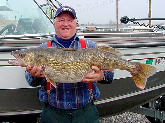 You're looking at the largest walleye ever caught by a Washington state walleye angler. Mike Hepper of Richland weighed this 19.3-pounder. I've got to believe every state in the union but Washington and Oregon would be delighted to have this kind of a sports fishing resource. Properly protected and promoted it could be a treasure, but WA and OR are in the process of eliminating all size and catch limits on all of the river's warm-water species. The same thing will also apply to a couple of the big river's Oregon tributaries that currently provide some of the West's best fishing for smallmouth bass.