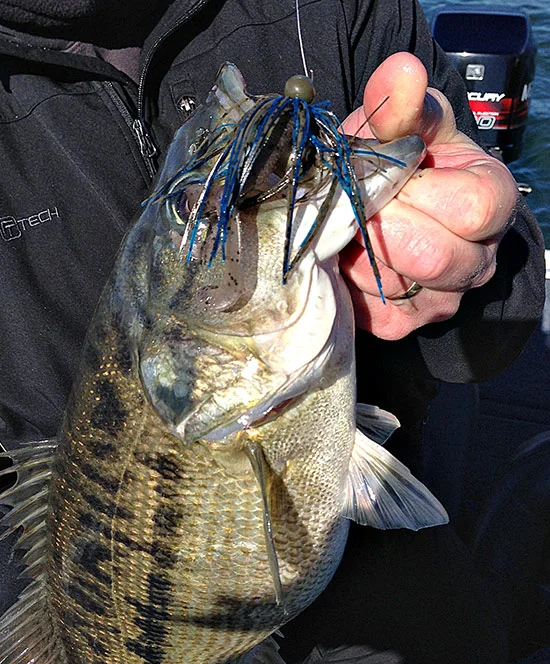 best jig colors