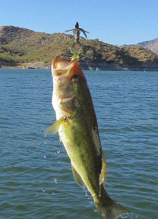 A Yamamoto Hula Grub (with dyed tails) brought this nice largemouth to the surface.