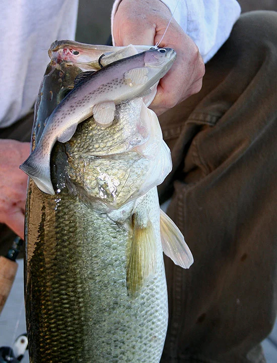 anderson-swimbait03.jpg