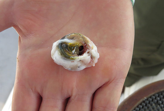 blog-muskyeye02.jpg
