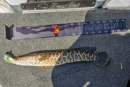 insideline-blog-snakehead03.jpg
