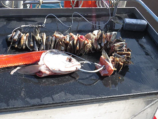 insideline-blog-alaska19-04.jpg