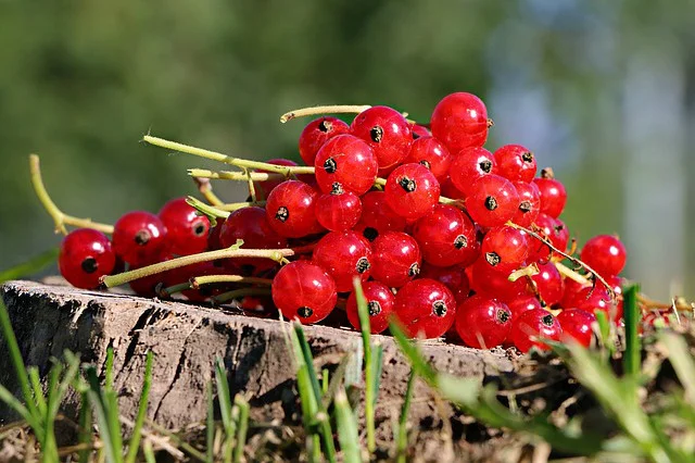 currants.jpg