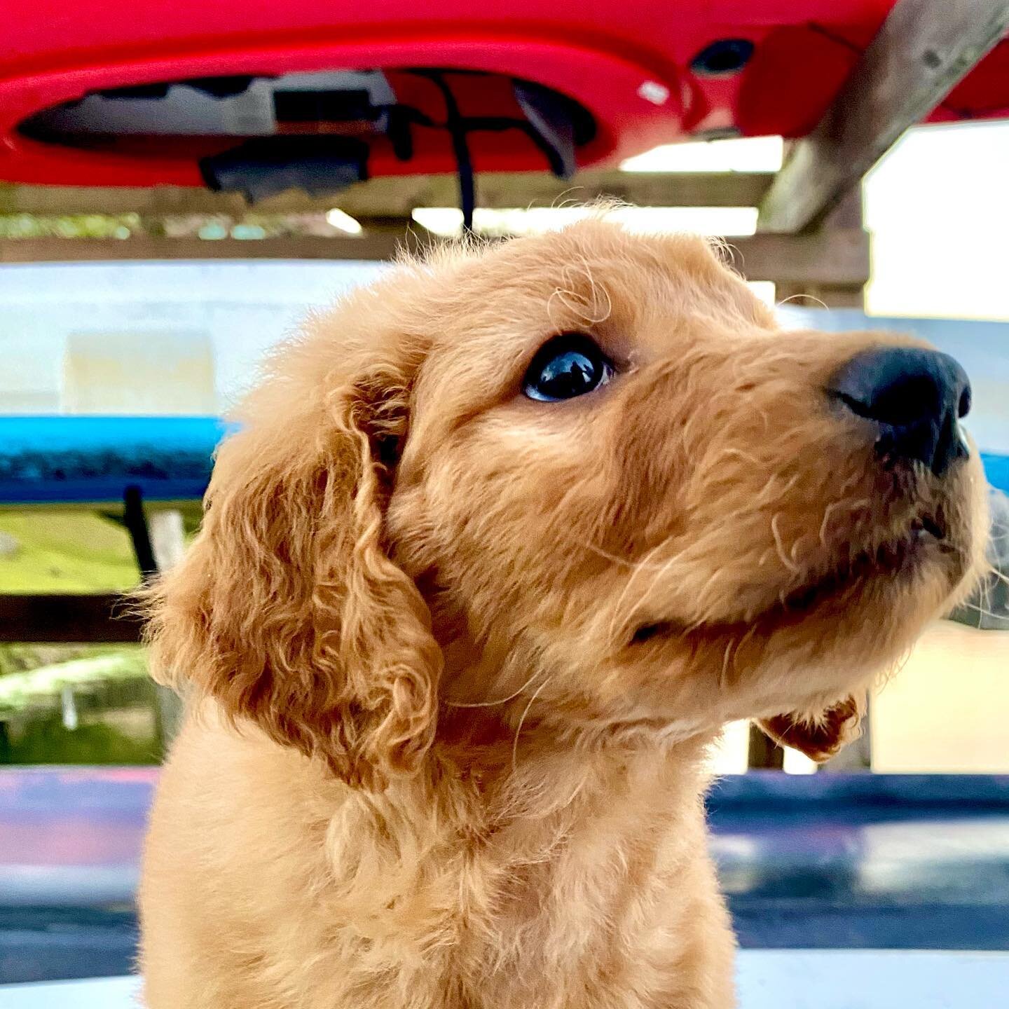 Daisy is the best doggy paddler we know. 🐾 🛶
