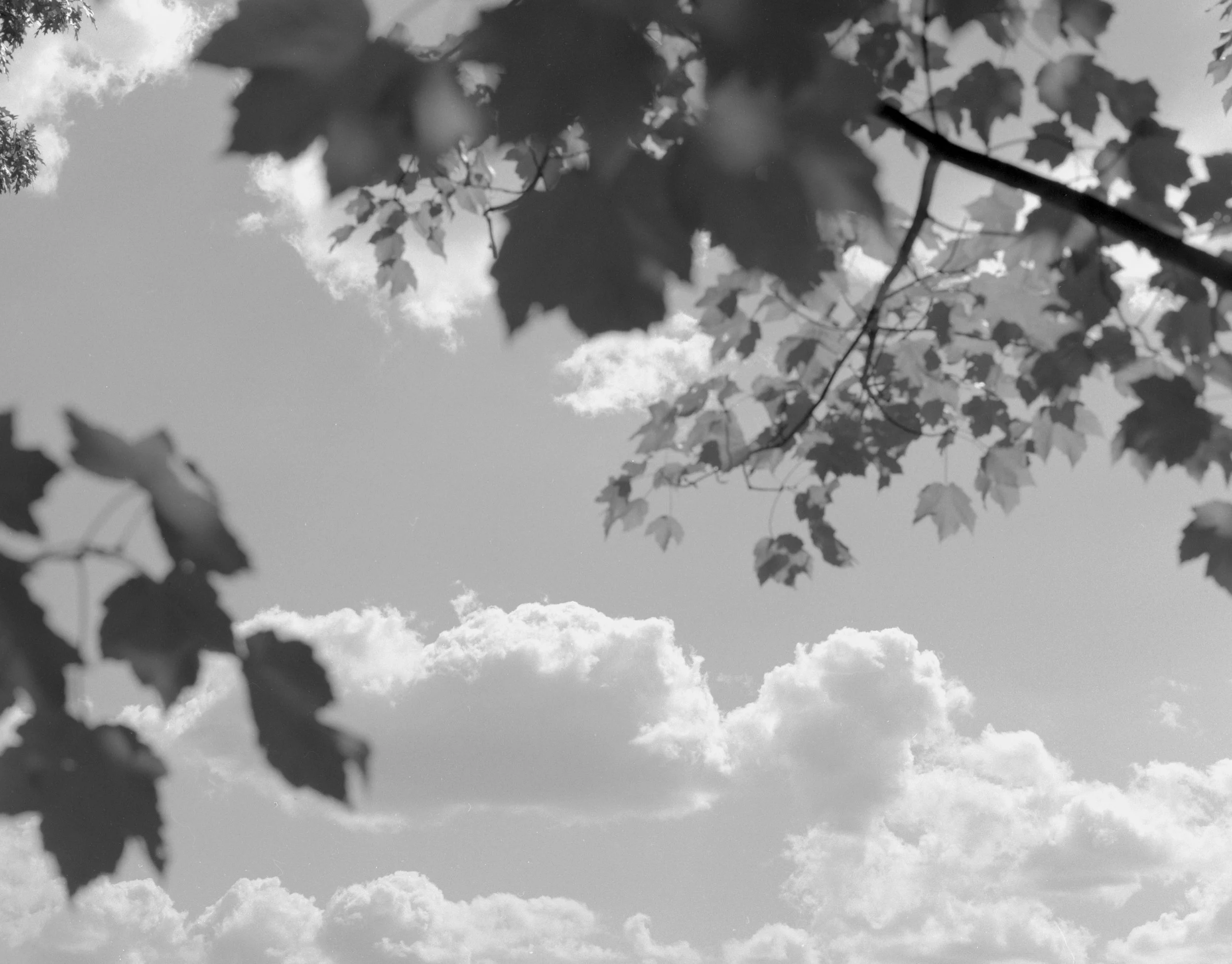 leavesandclouds_final.jpg