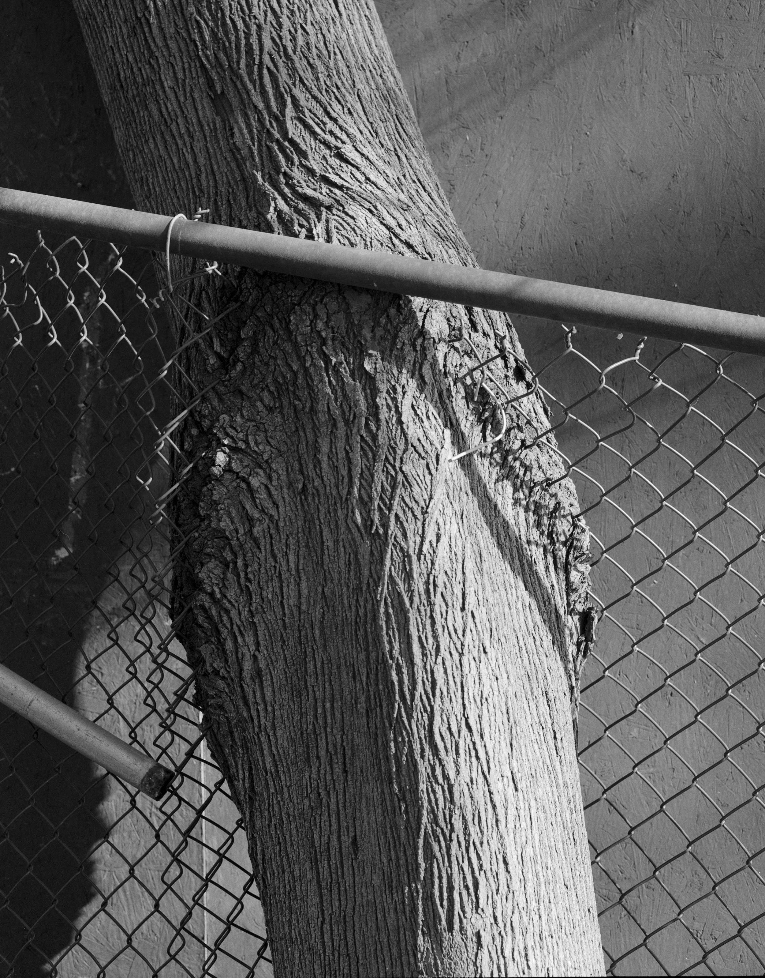 trunkfence_final.jpg