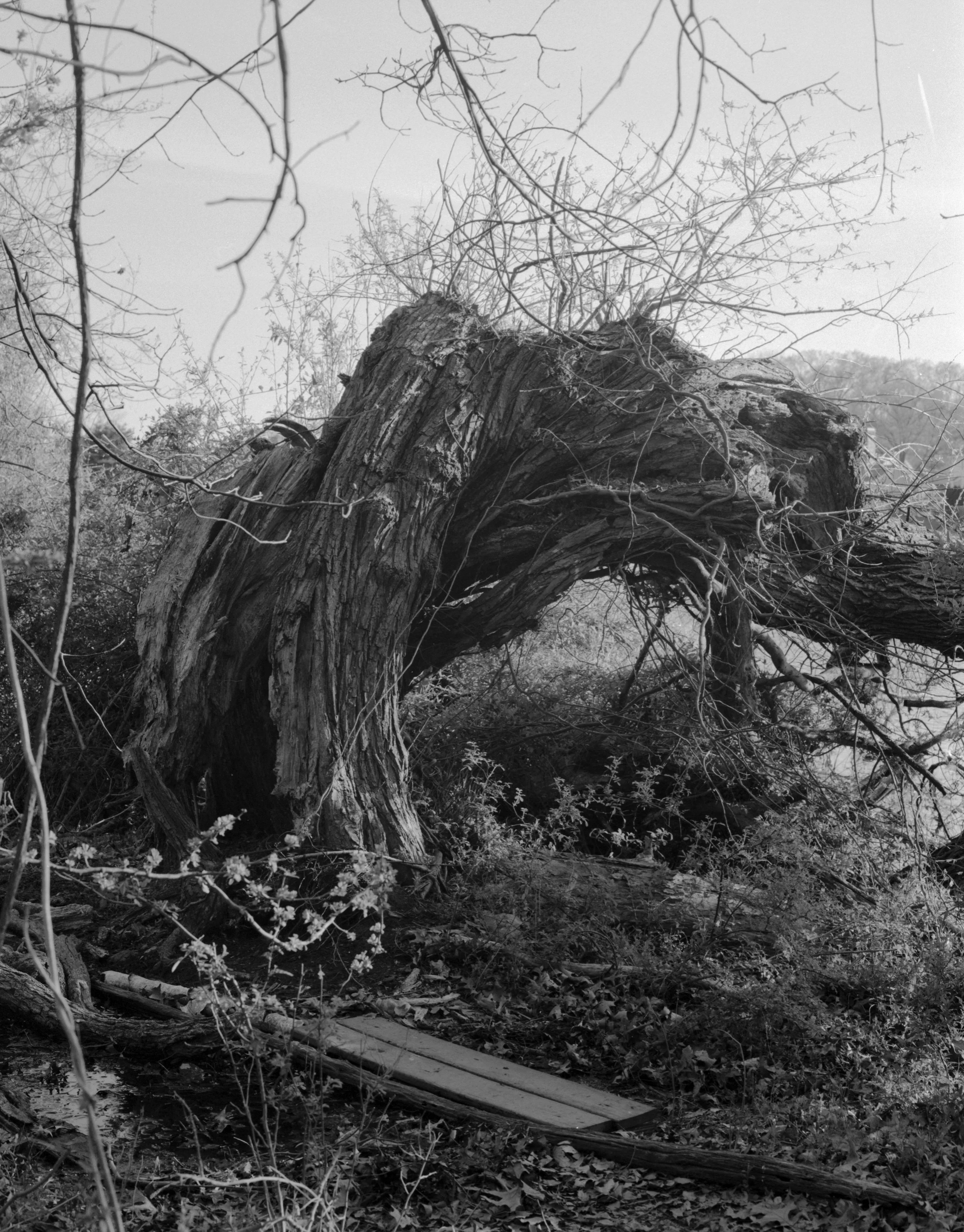 twistedtree.jpg