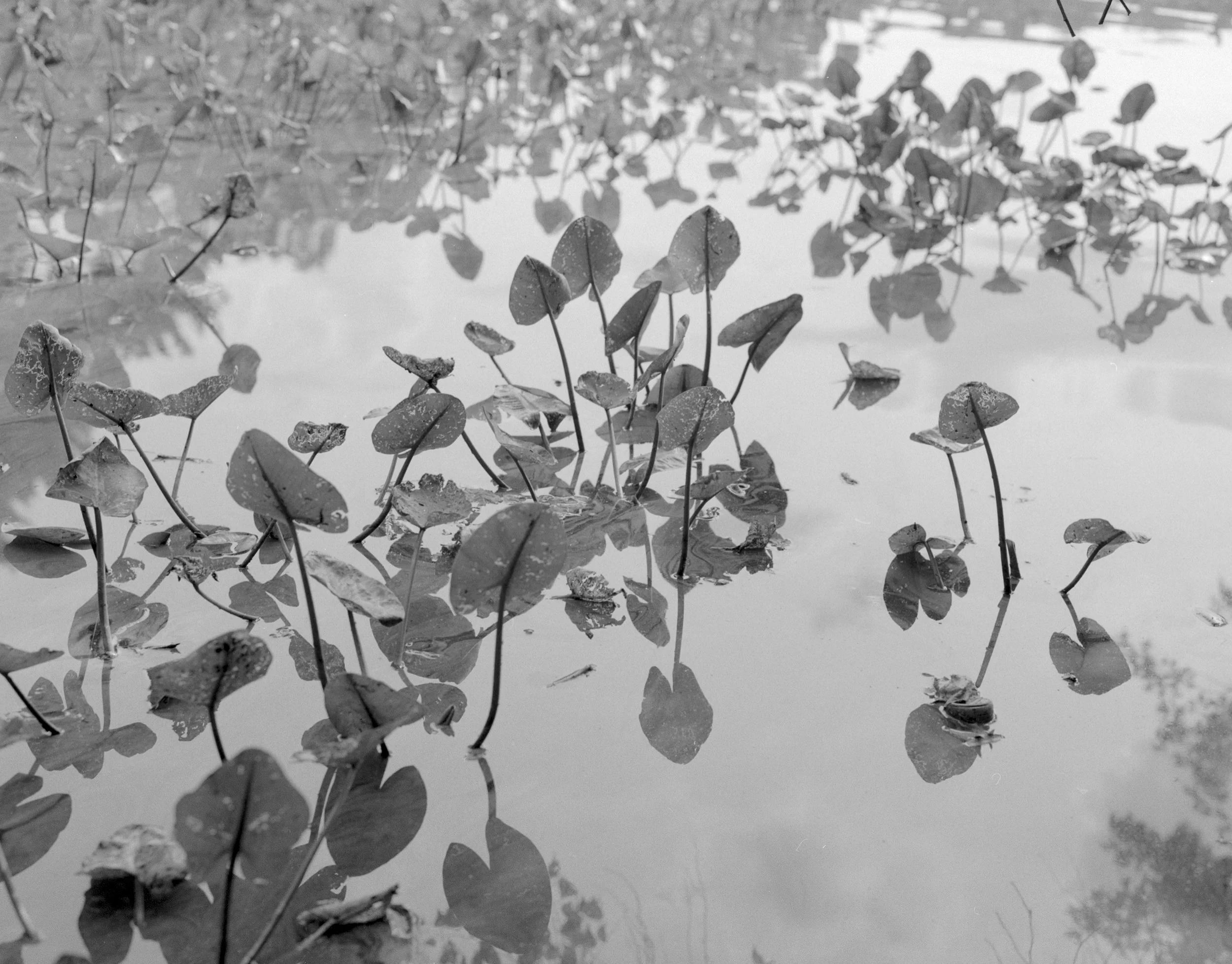 lilypads_final.jpg