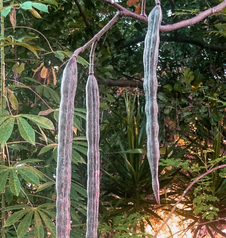 moringa seed