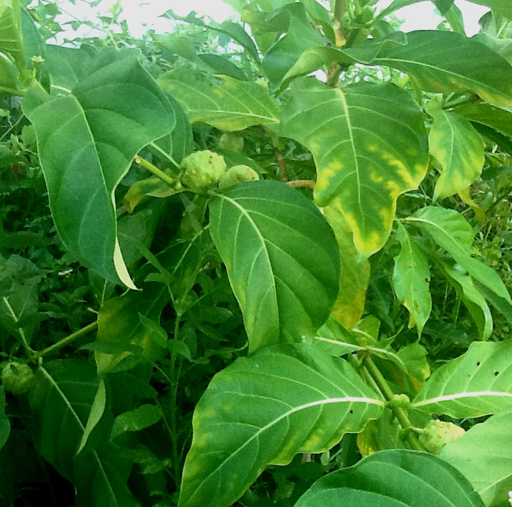noni