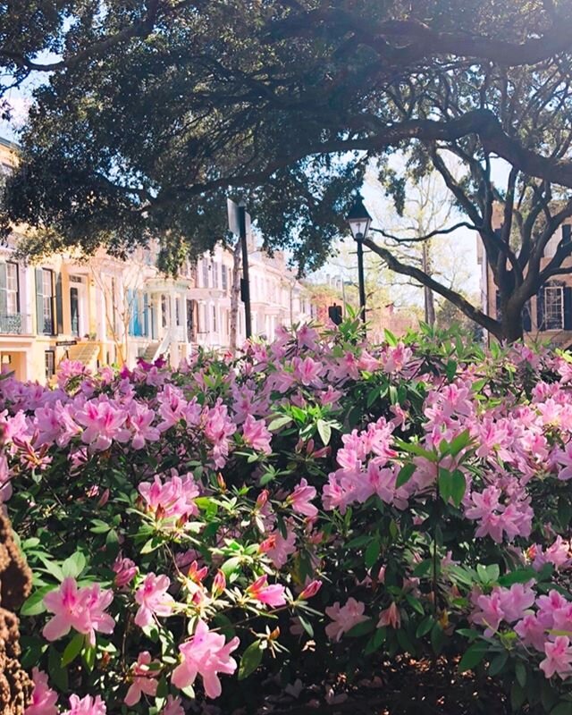 Why can&rsquo;t azalea season last all year? 💕🌸🌺