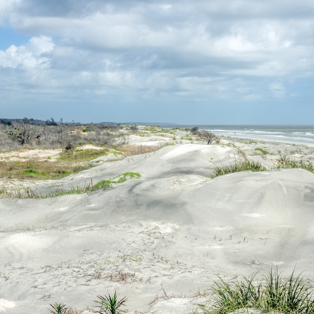 The Mysterious Shell Rings of Sapelo Island — GENTEEL & BARD