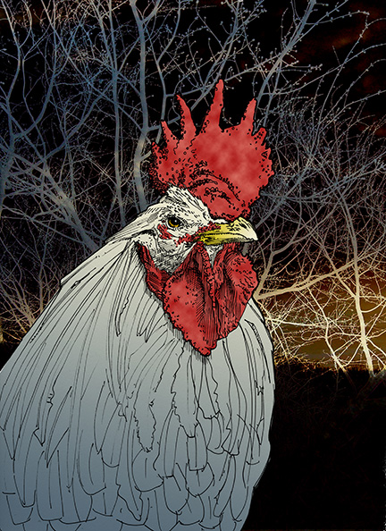 "Rooster"