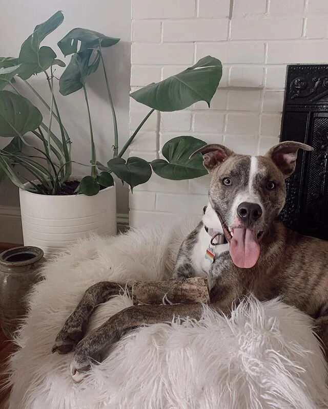 Happy Tuesday 🌿
Fred got a new bone + June got a new pot. &bull;
&bull;
&bull;
&bull;
&bull;
#dogsofinstagram #pitbullterrier #pitbull #pittiesofinstagram #dogmom #discoverunder10k #bloggersofcharlotte #dogbloggersociety #smallinfluencer #influencer
