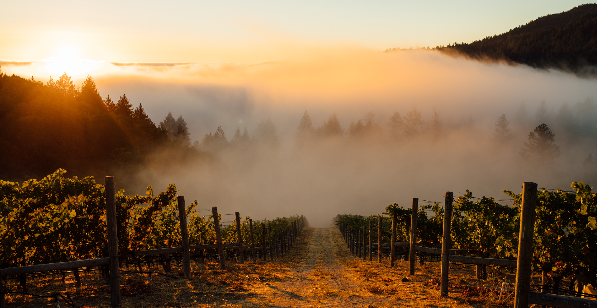 rudd_vineyards_mtveeder-01.jpg