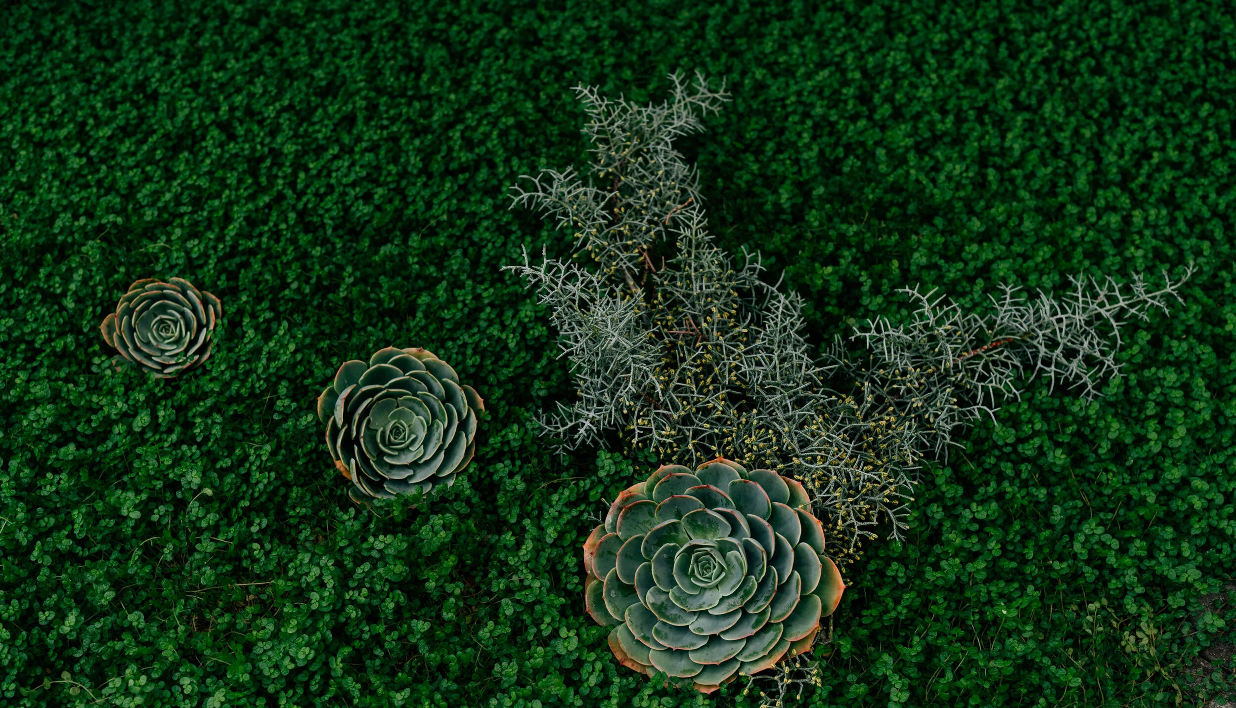 Succulents.jpg