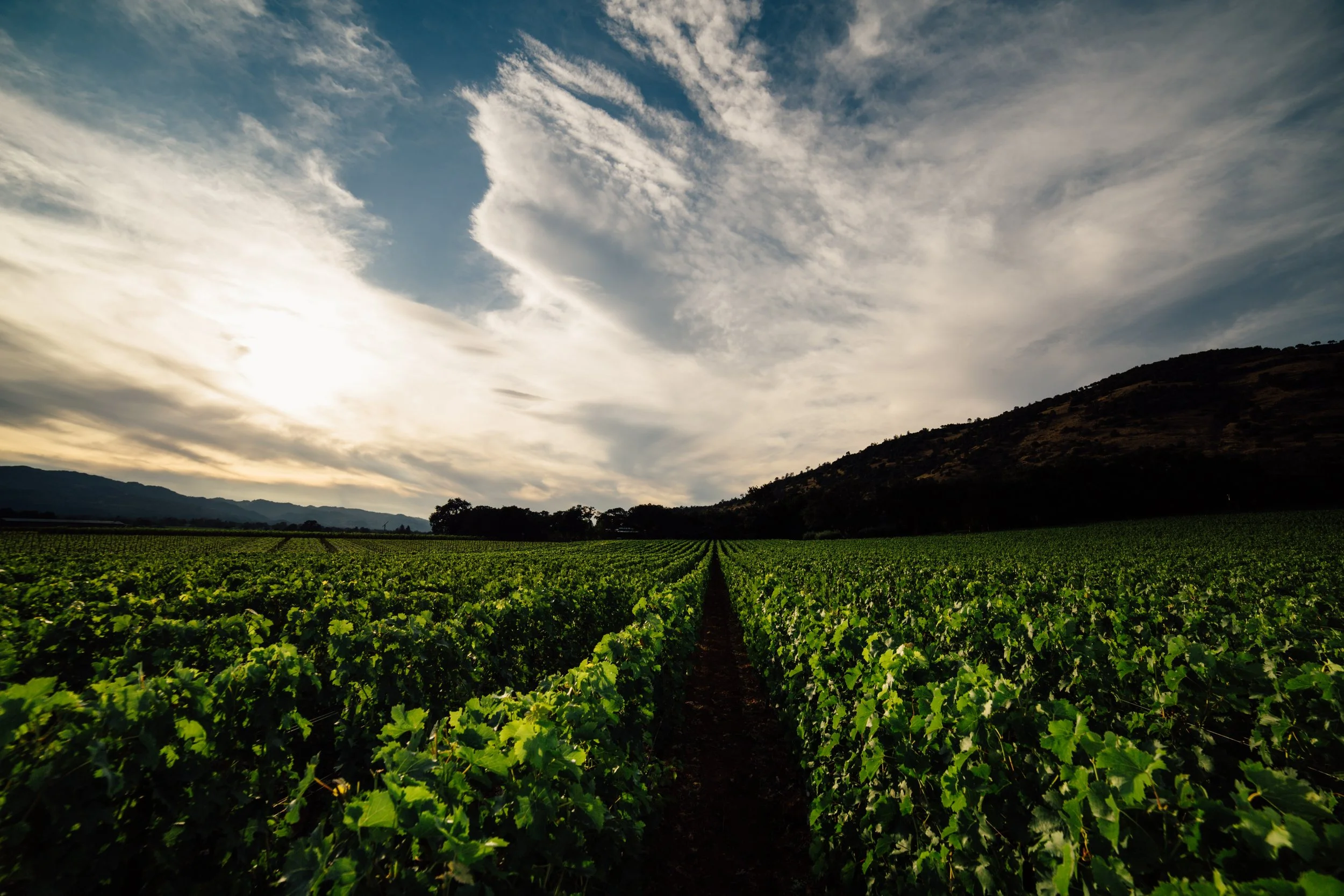 Rudd Estate_Oakville Vineyards.jpg