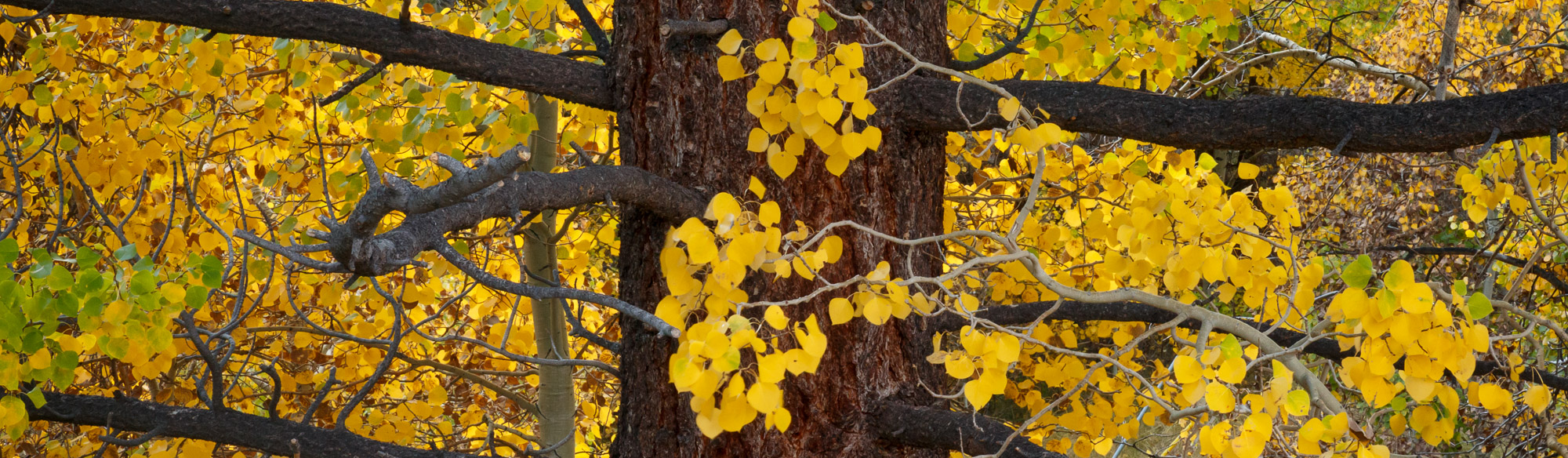 20151013-B43A1808 Master_2K.jpg