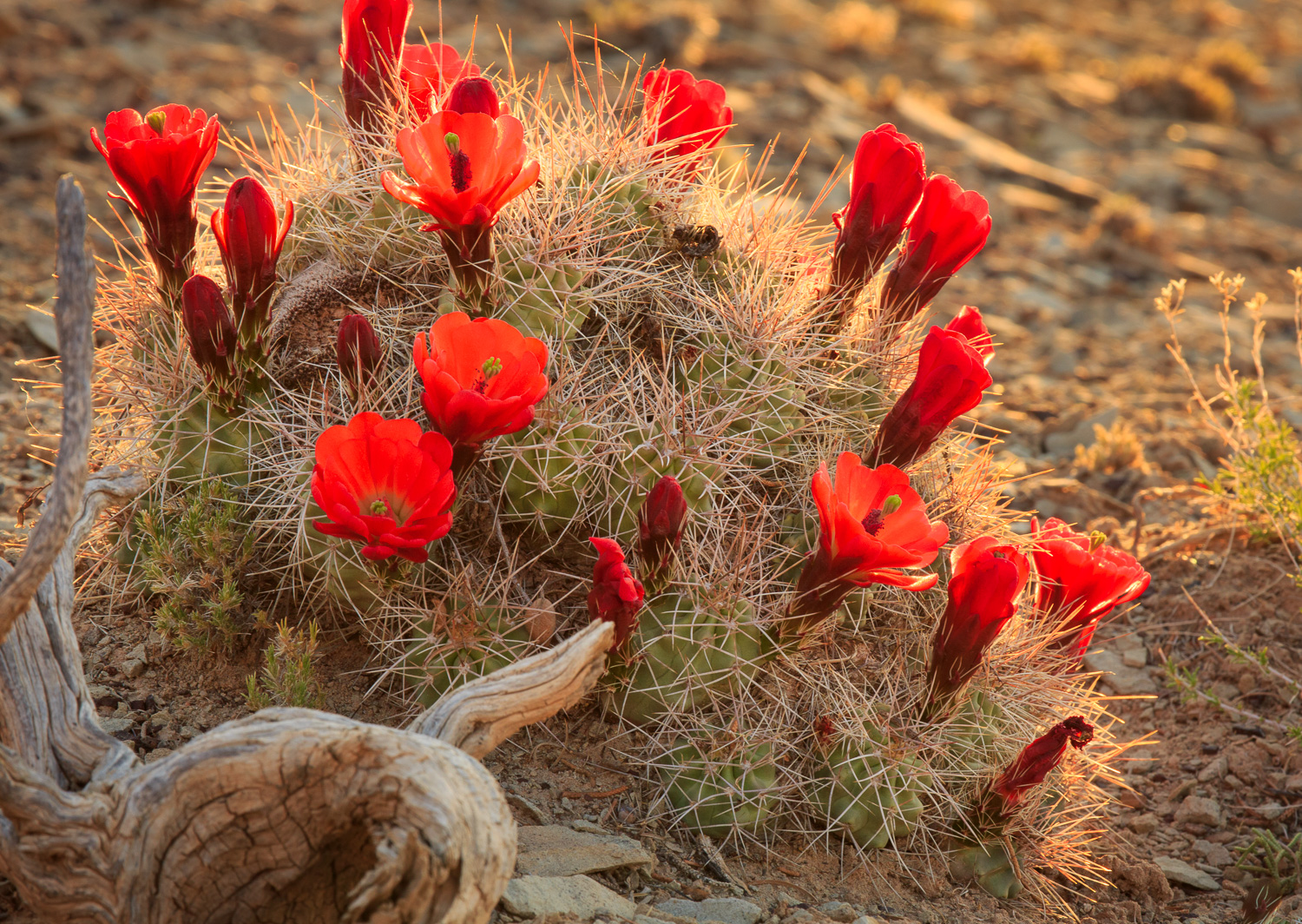Claret Cup Cactus (Echinocereus triglochidiatus) are common throughout the Southwest. I found my "hero" in full bloom while exploring the Burr Trail in Glen Canyon National Recreation Area. I thought there was the potential to make a nice photograph so I waited for the early morning rays to creep across the desert floor until they created a nice rim light on the mound. The flowers didn't light up quite the way I imagined, but I think it still turned out to be a nice image.