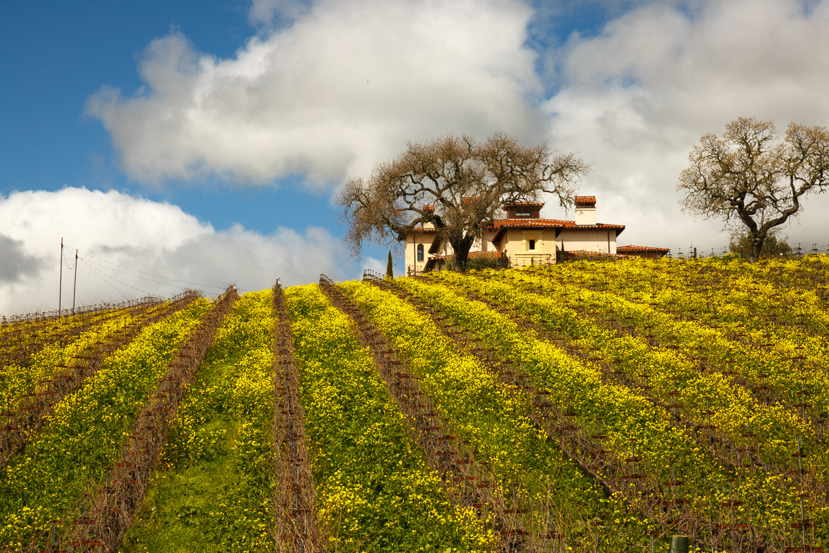Vineyards and mustard blooms make a photogenic combination