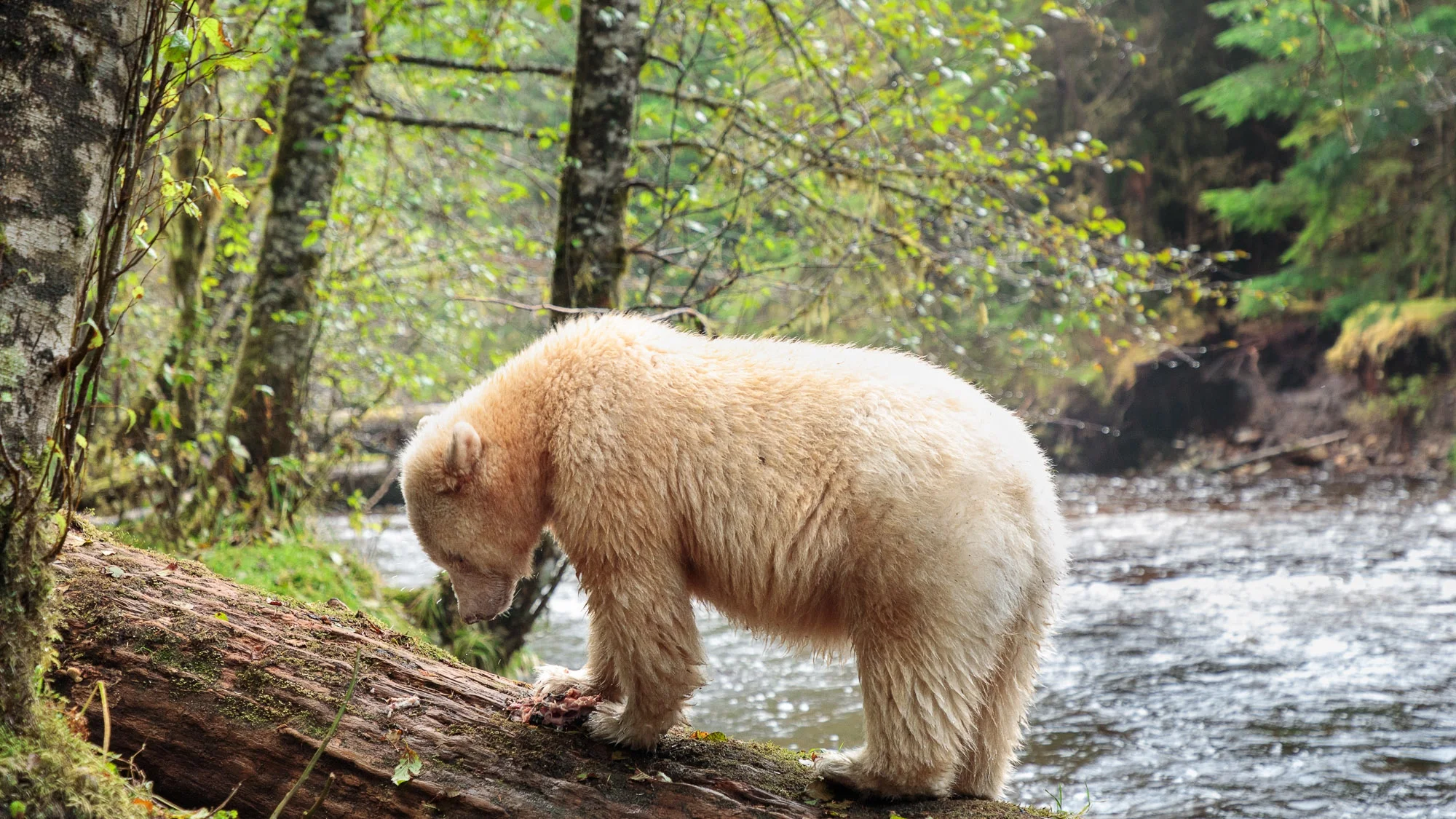 Spirit Bear Selects_012****.jpg
