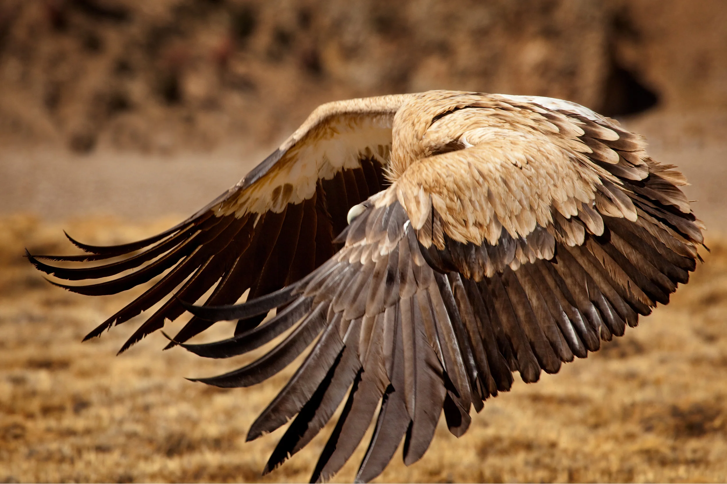 Raptor Wings master.jpg