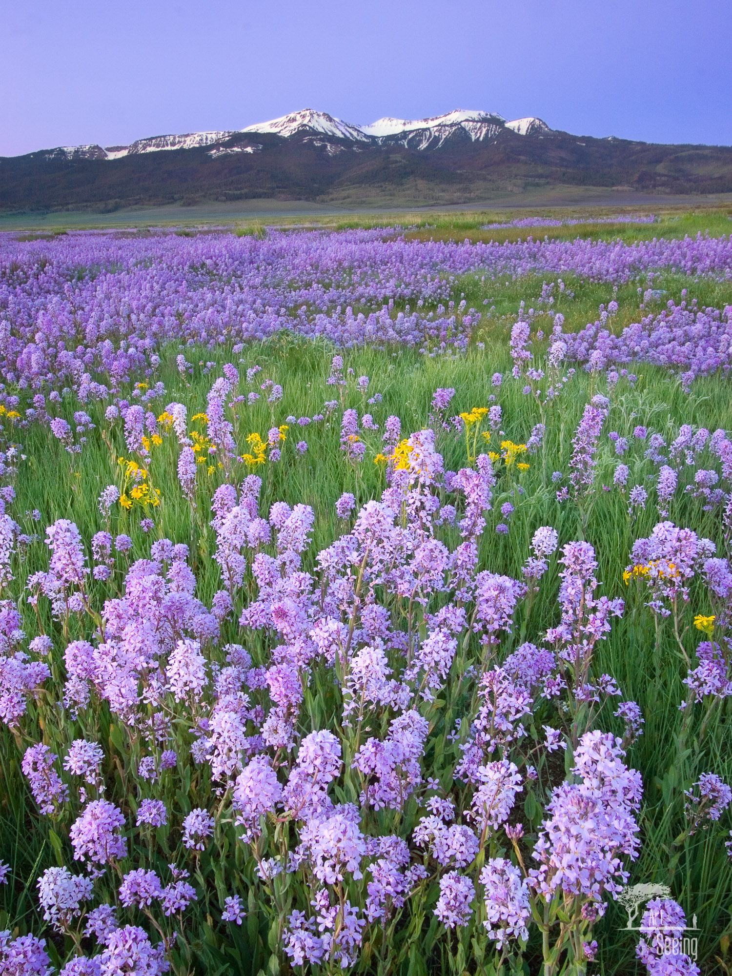 Landscape in Lavender Master_2K.jpg