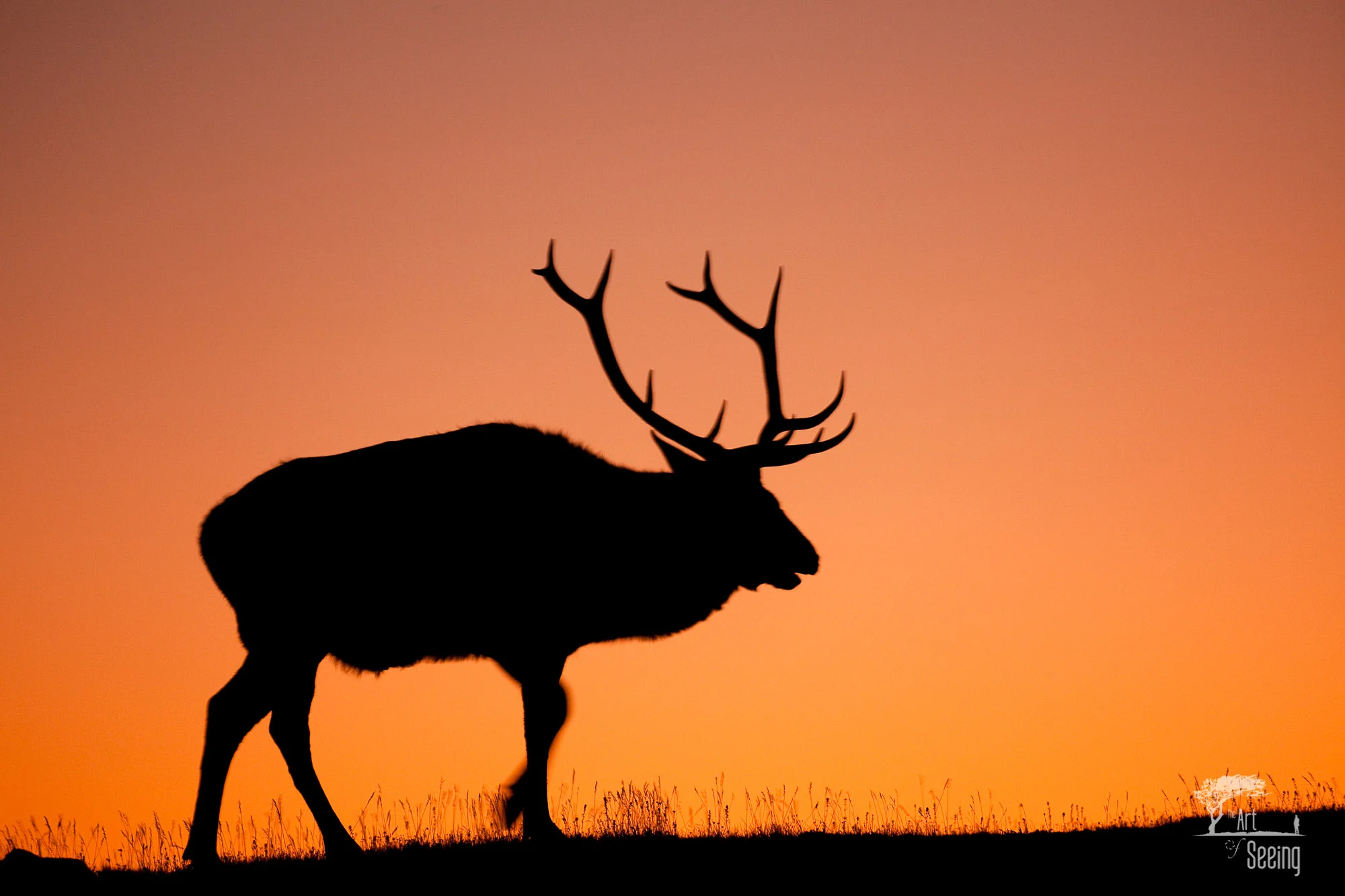Sunset Bull Master_2K.jpg