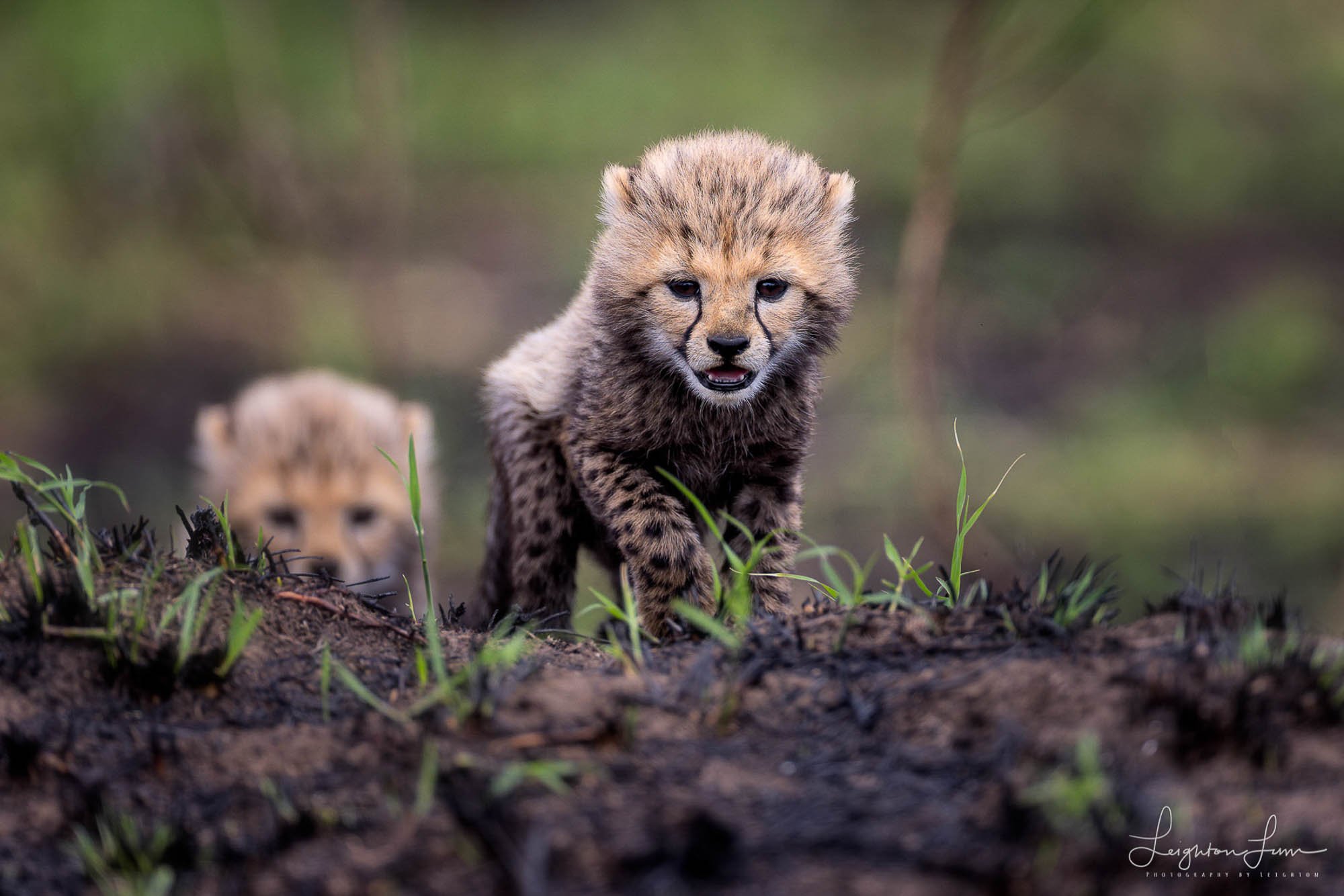 Baby Cheetah cub resize_2K_2K.jpg