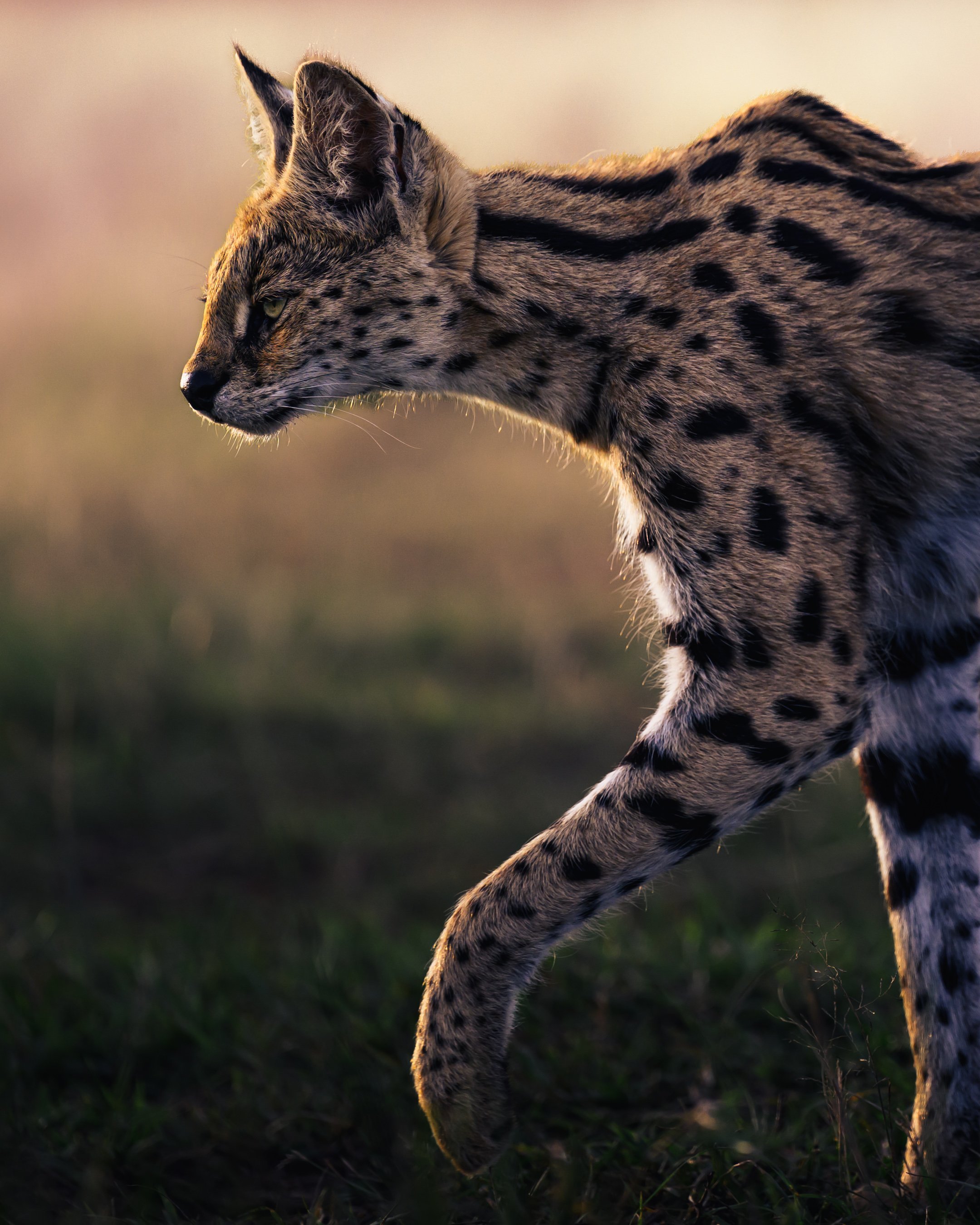 rball-serval cat.jpg