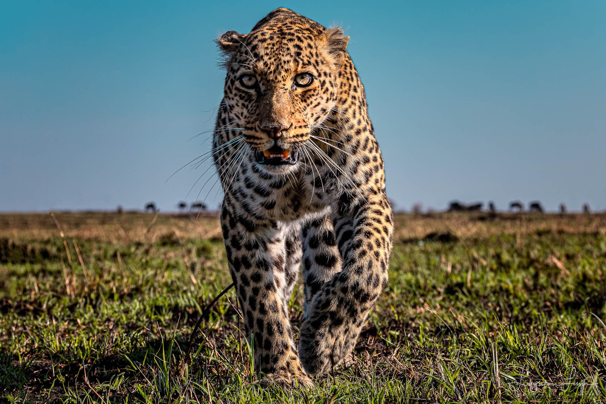 Grandma Leopard staredown 2 resize_2K.jpg