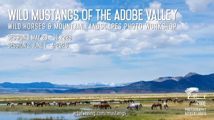 Adobe+Mustangs+2026+Social+Image+Horizontal-1.webp
