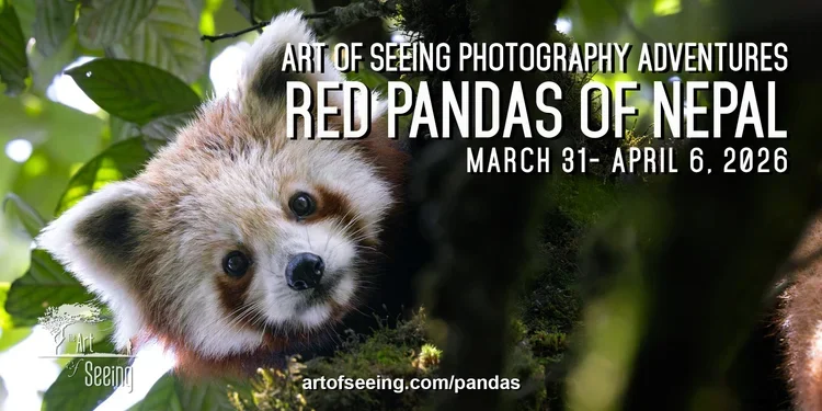 Horizontal+Red+Panda-2+(1).webp