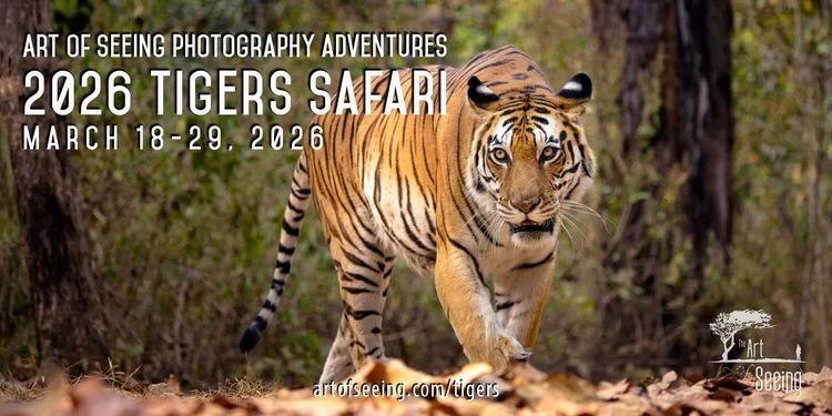 Tigers+2026+Social+Image-01.webp