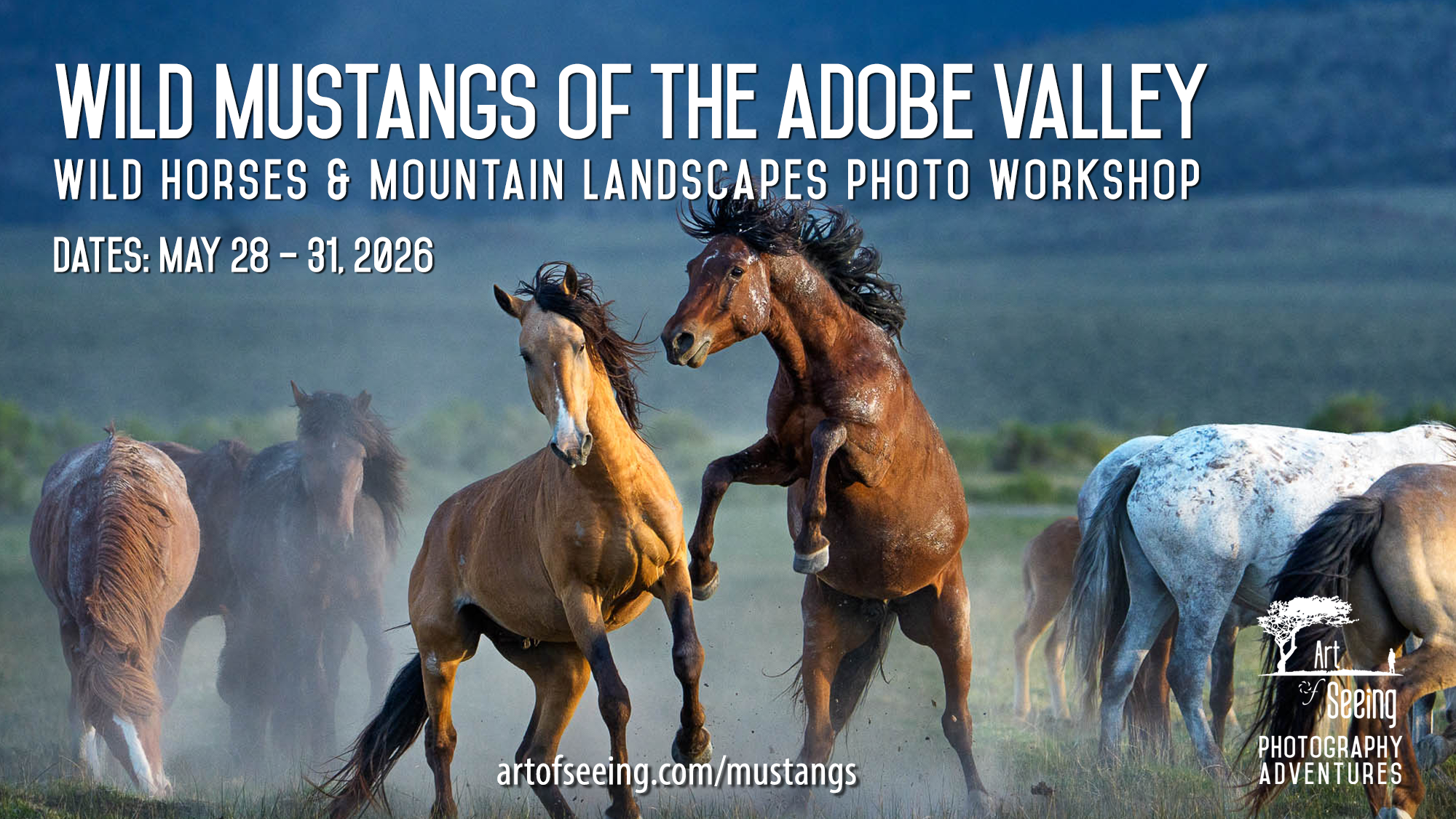 Wild Mustangs of the Adobe Valley 2025